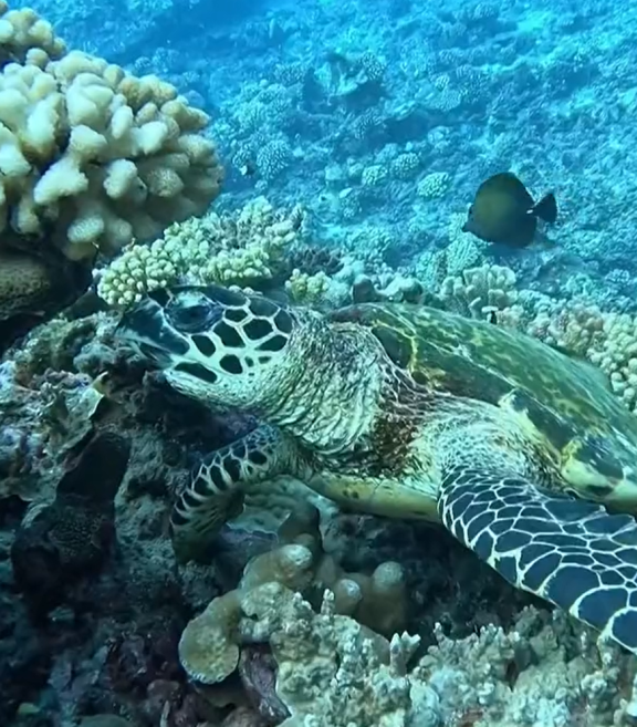 Une tortue imbriquée effleurant du corail, au fond on aperçoit un poisson